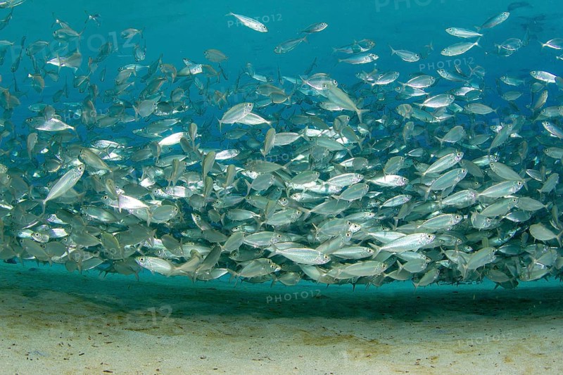 School of blue runner jackfish (Caranx crysos)