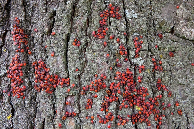 Fire bugs (Pyrrhocoris apterus)