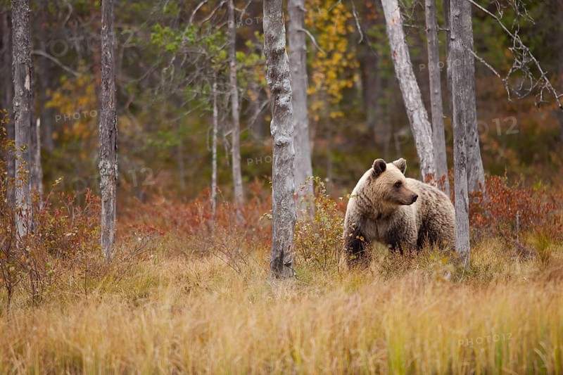 Brown bear (Ursus arctos)