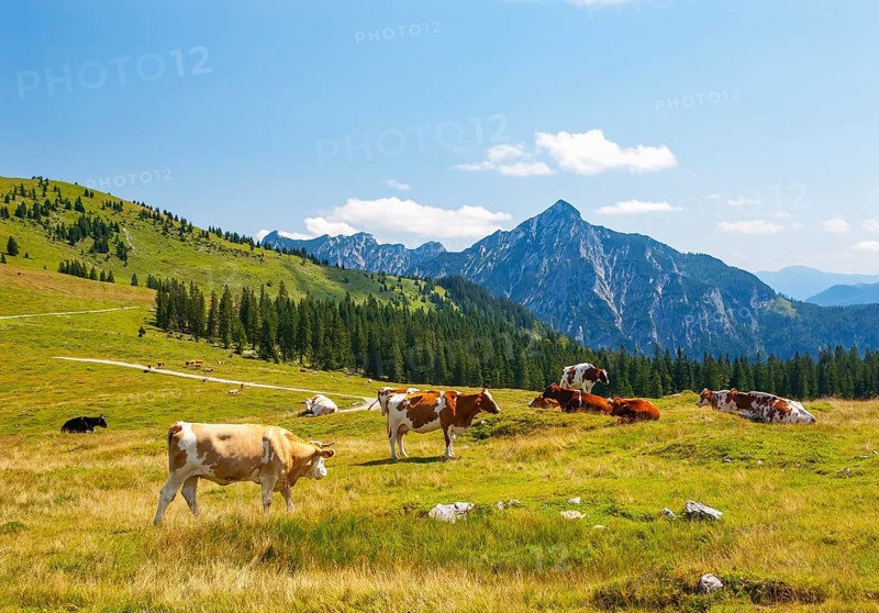 Alpine meadow landscape
