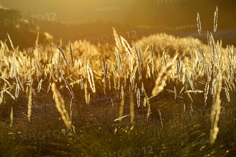 Tender grasses against the light