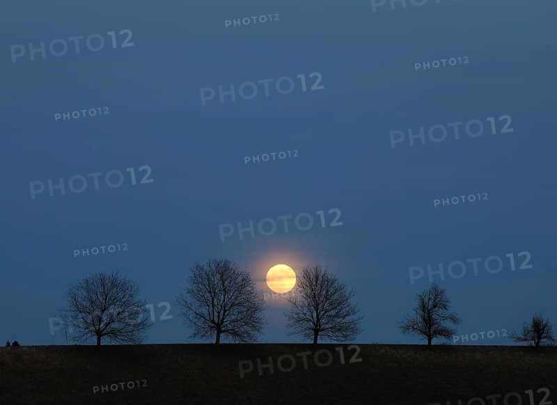 Full moon behind a row of trees