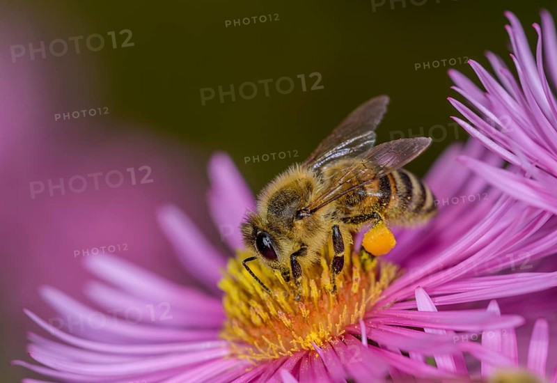 Honey bee (Apis mellifera) on Asterflower (Aster)