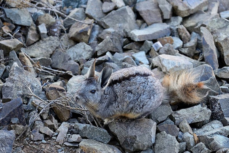 Mountain viscacha or (Lagidium)