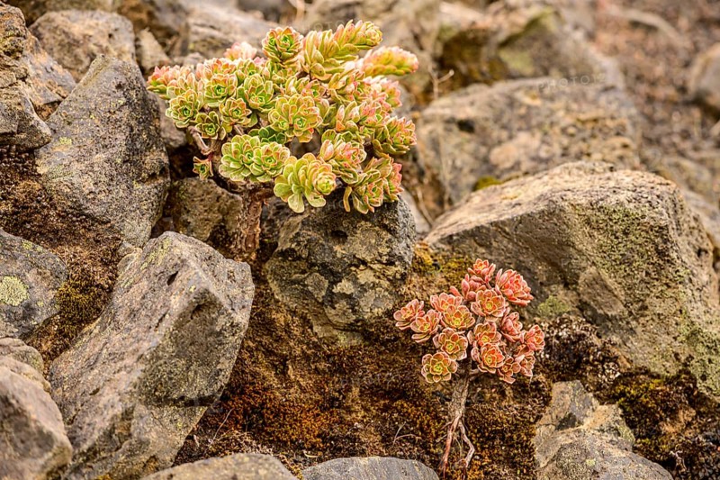 Thick leafed plants (Aeonium) with red and green leaves between rocks in a lava field