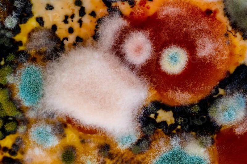 Mould