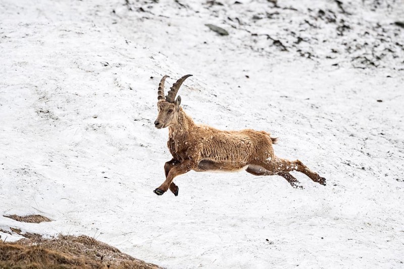 Alpine Ibex (Capra Ibex) runs over snow field