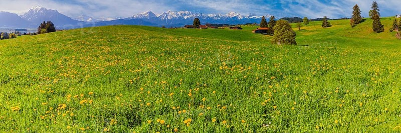 Dandelion (Taraxacum sect. Ruderalia) in spring