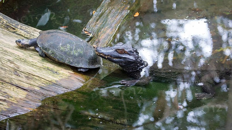 Young American alligator (Alligator mississippiensis) with turtle