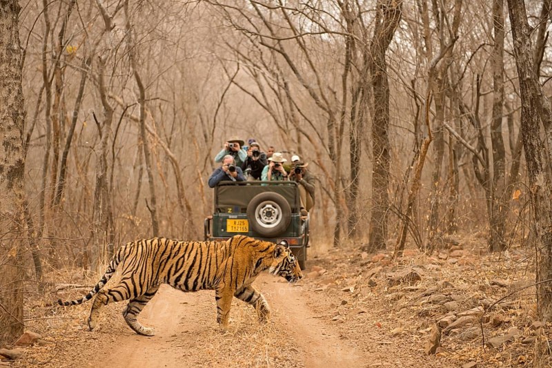 Tourists on a vehicle taking picture of a wild tiger (Panthera tigris tigris) crossing the forest track