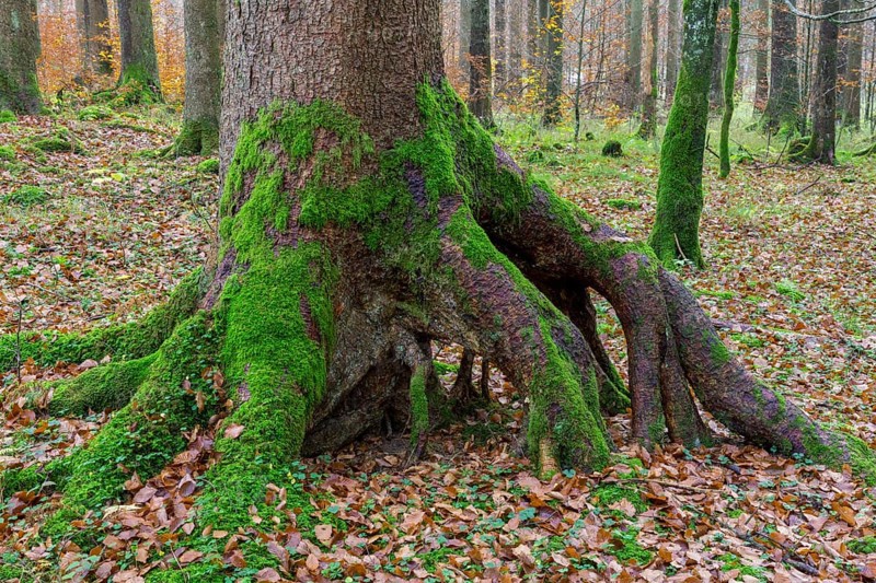 Deep green mossy trees at Langbathsee