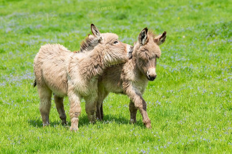 Donkey or (Equus asinus asinus)