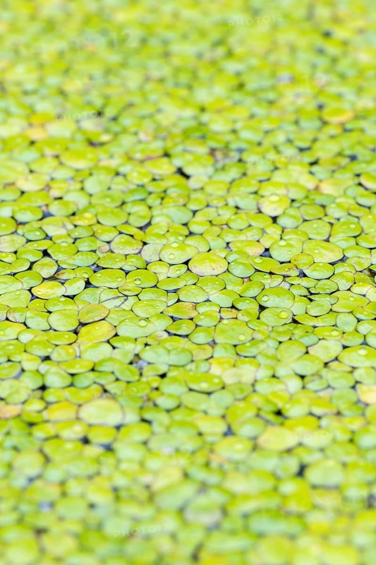 Common duckweeds (Lemna minor)