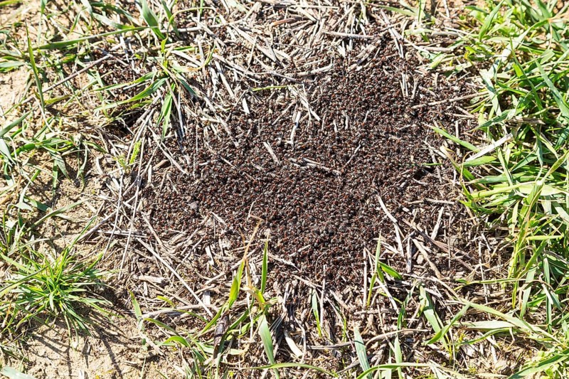 Red Wood Ants (Formica rufa) start building a nest hill