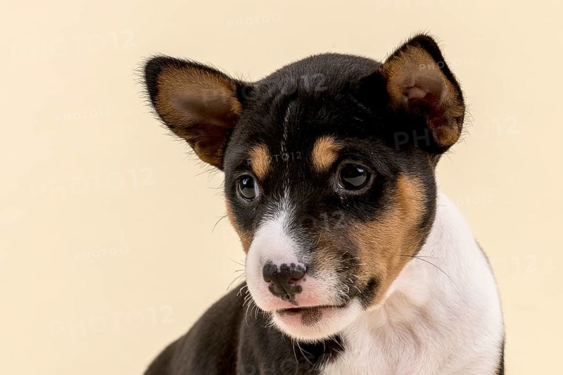 Basenji or Congo Terrier (Canis lupus familiaris)