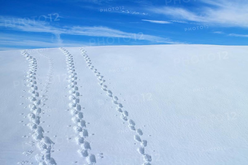 Snowshoe trails on the Heuberg