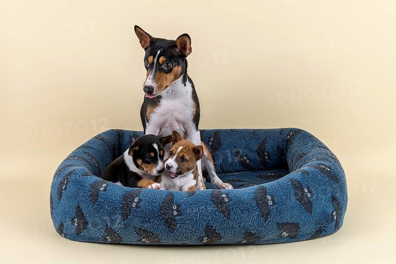 Basenji or Congo Terrier (Canis lupus familiaris)
