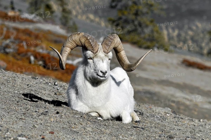 Dall's ram (Ovis dalli)