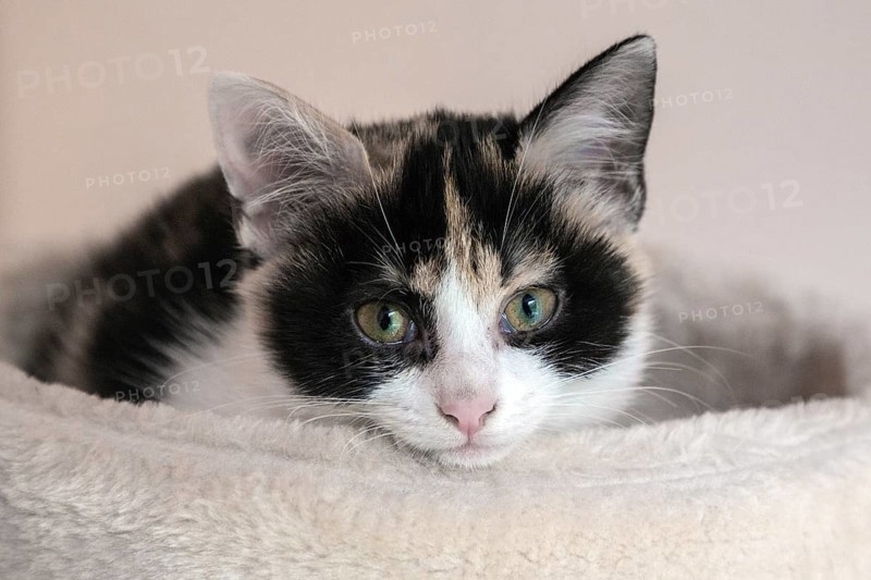 Young cat (Felis silvestris catus)
