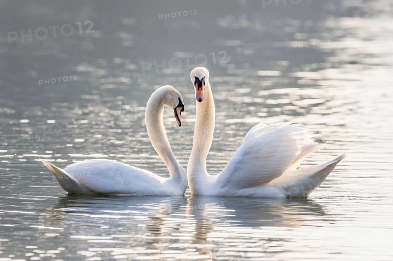 Mute swan (Cygnus olor)