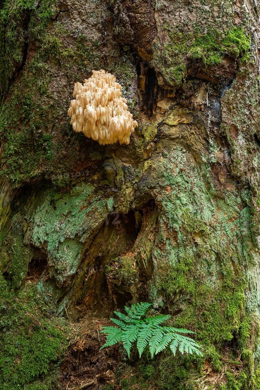 Hericium flagellum (Hericium flagellum) to European silver fir (Abies alba)