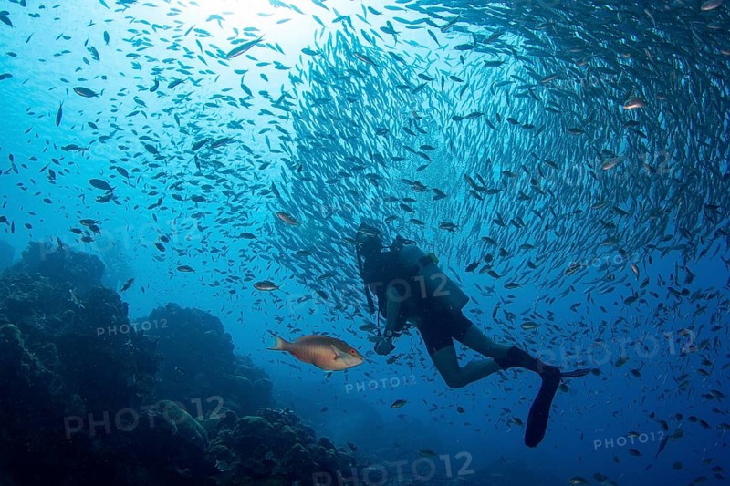 Diver observes a big bait ball of fish