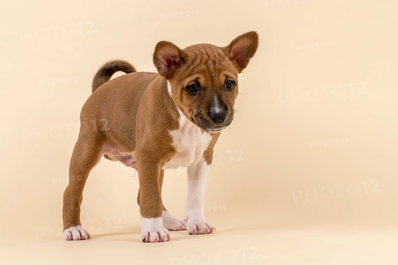 Basenji or Congo Terrier (Canis lupus familiaris)
