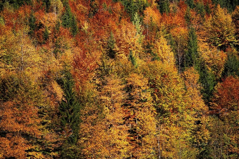 Autumn