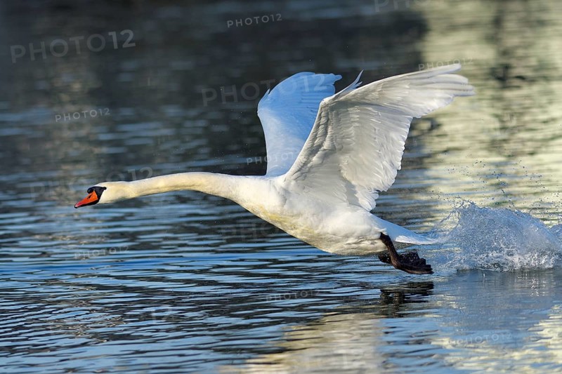 Mute swan (Cygnus olor)