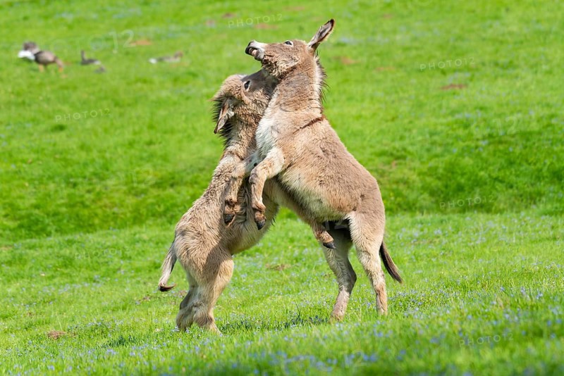 Donkey or (Equus asinus asinus)