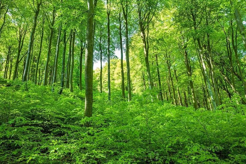 Common beeches forest (Fagus sylvatica)