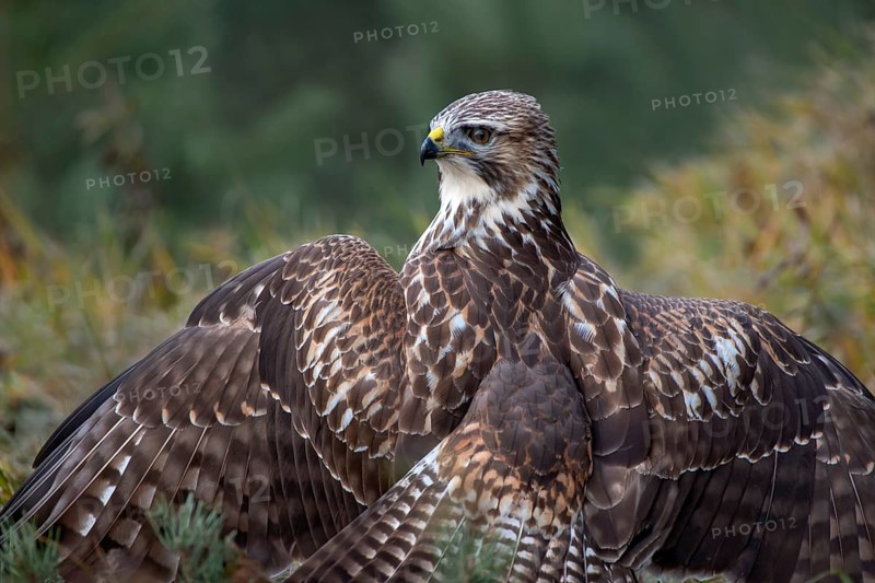 Steppe buzzard (Buteo buteo) sits on the ground with spread wings