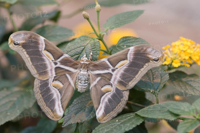 Ailanthus silkmoth (Samia cynthia)