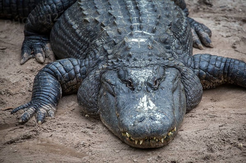 American alligator (Alligator mississippiensis) is located in Sand