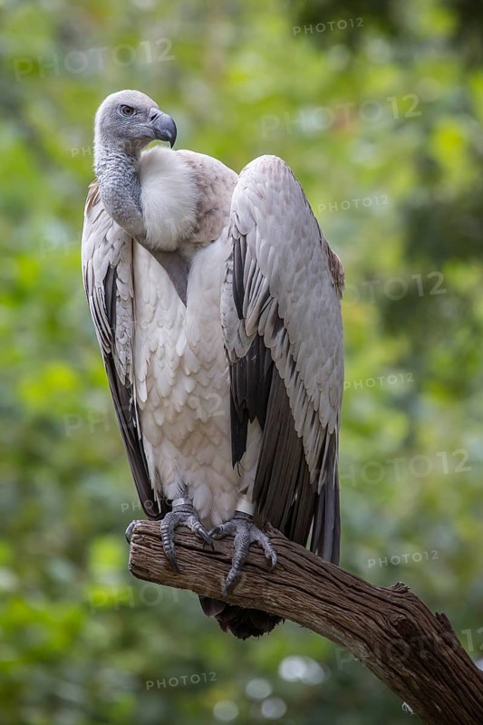 Cape griffon or (Gyps coprotheres) sitting on branch