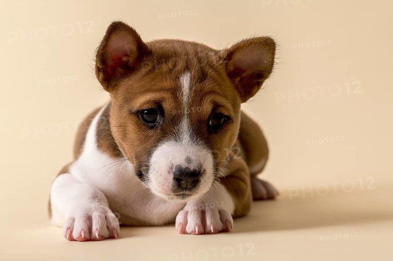 Basenji or Congo Terrier (Canis lupus familiaris)