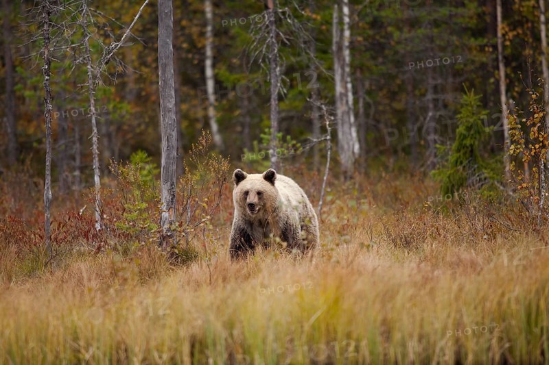 Brown bear (Ursus arctos)