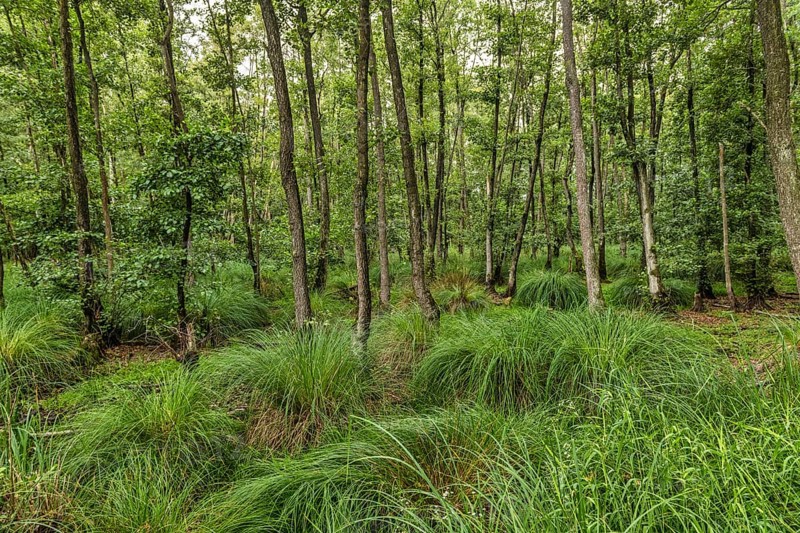 Summer floodplain forest with Greater Tussock Sedge (Carex paniculata) and Black alder (Alnus glutinosa)