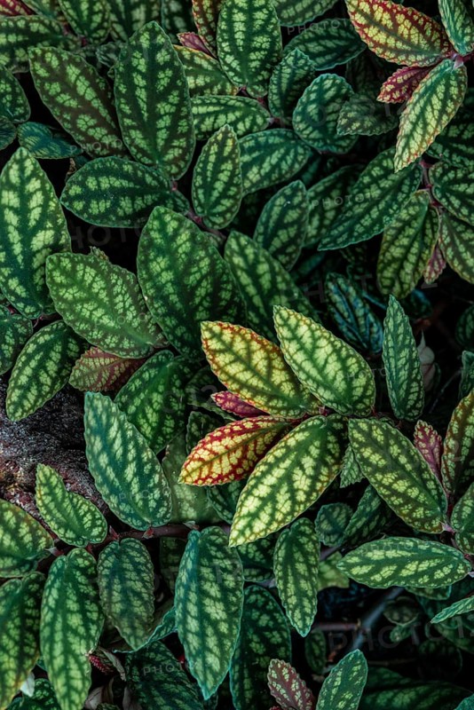 Green and purple patterned leaves