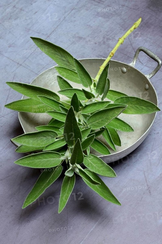 Sage branch in shell