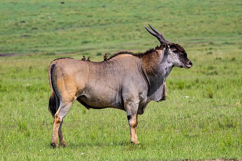 Eland