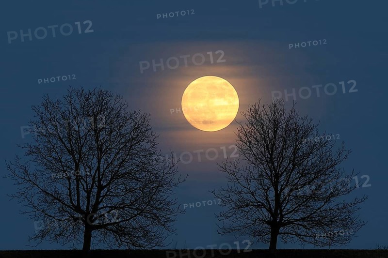 Full moon behind a row of trees