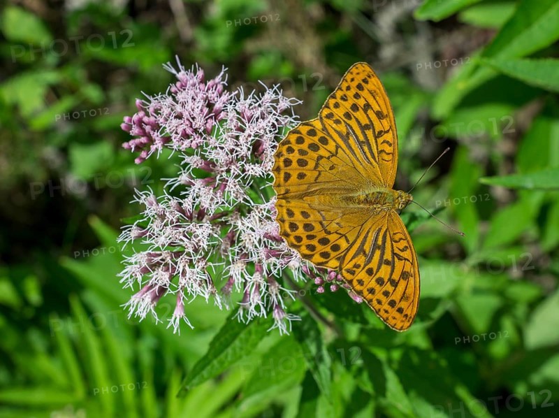 Silver-washed fritillary (Argynnis paphia) on flowers of the common water-east (Eupatorium cannabinum)