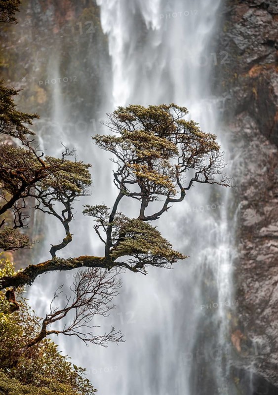 Branch of a tree in front of waterfall