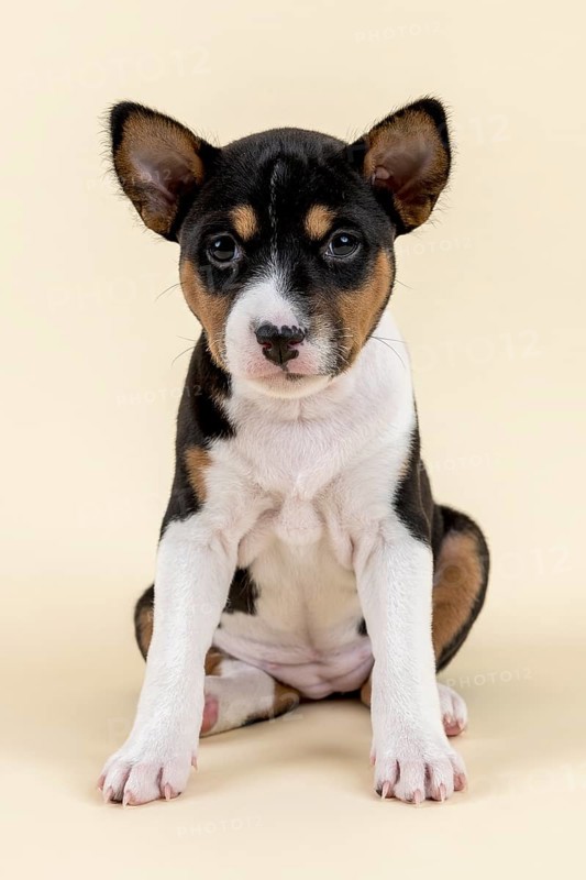 Basenji or Congo Terrier (Canis lupus familiaris)