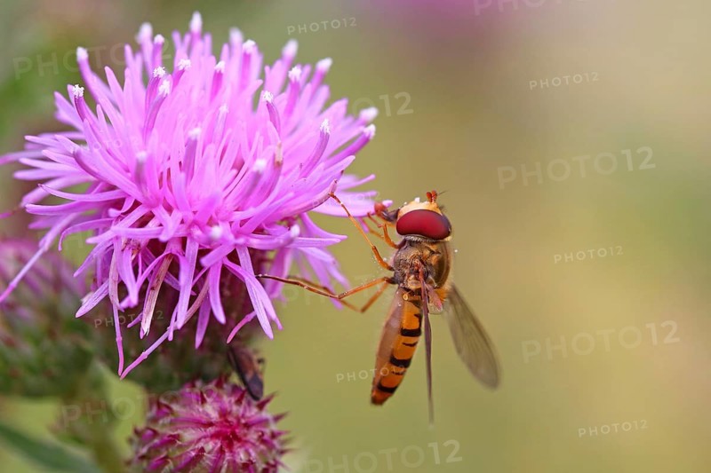 Hoverfly (Syrphidae) on safflower