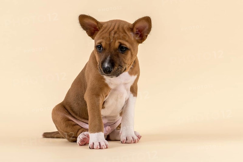 Basenji or Congo Terrier (Canis lupus familiaris)