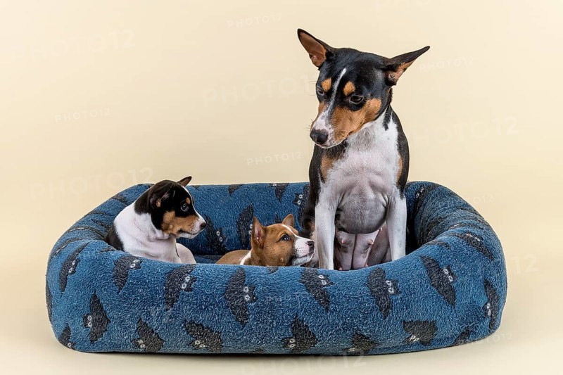 Basenji or Congo Terrier (Canis lupus familiaris)