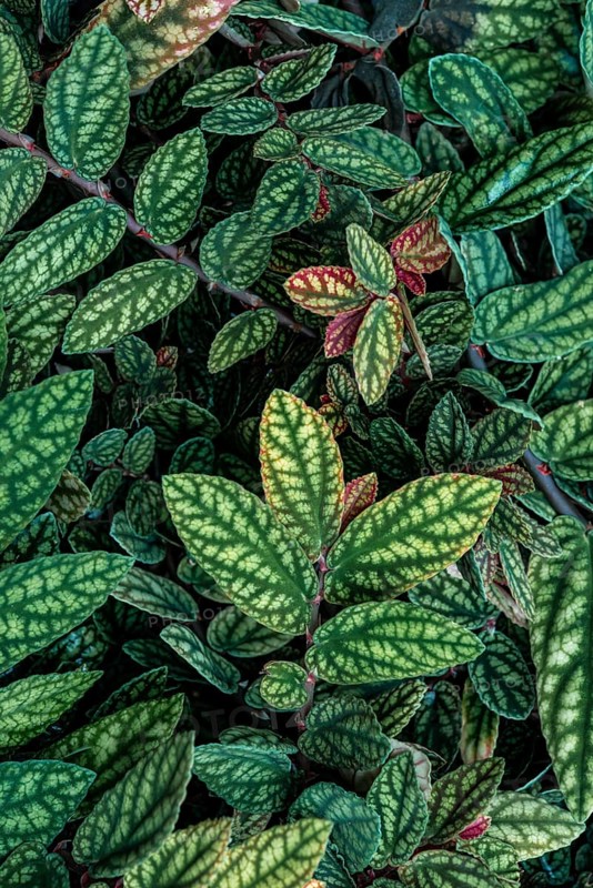 Green and purple patterned leaves