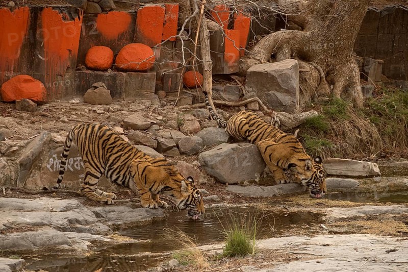 Two wild tigers (Panthera tigris tigris) drinking water from a rocky puddle near a Hindu temple